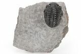 Phacopid Trilobite (Pedinopariops) - Mrakib, Morocco #210400-1